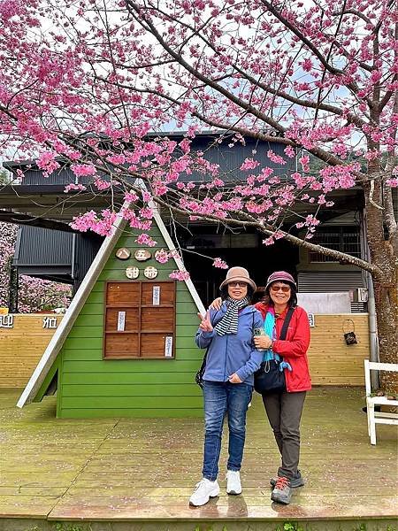 八五山甜柿森林露營區櫻花滿開。八五山泉山莊