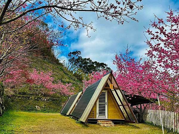 八五山甜柿森林露營區櫻花滿開。八五山泉山莊