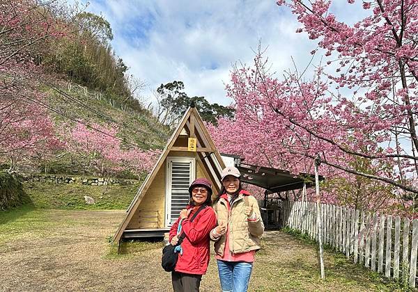 八五山甜柿森林露營區櫻花滿開。八五山泉山莊