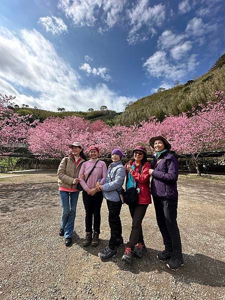 八五山甜柿森林露營區櫻花滿開。八五山泉山莊
