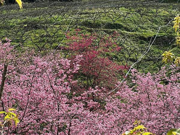 八五山甜柿森林露營區櫻花滿開。八五山泉山莊