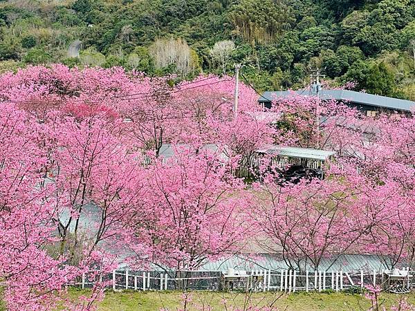 八五山甜柿森林露營區櫻花滿開。八五山泉山莊