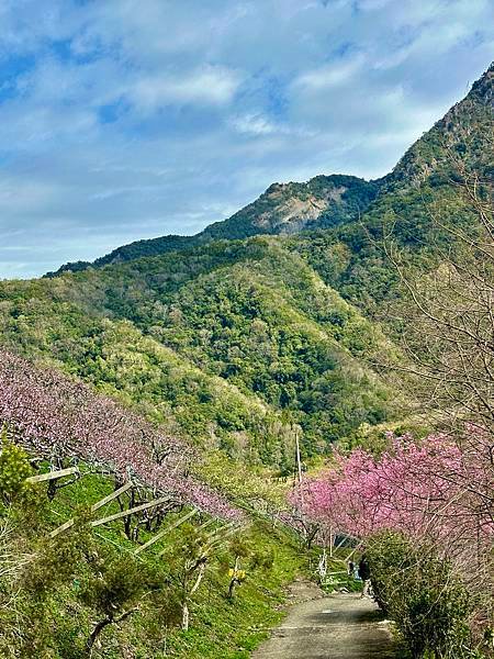八五山甜柿森林露營區櫻花滿開。八五山泉山莊