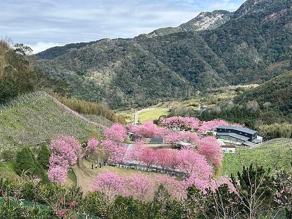 八五山甜柿森林露營區櫻花滿開。八五山泉山莊