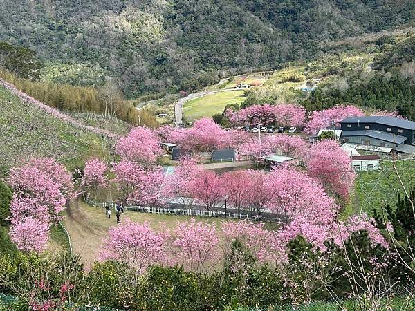 八五山甜柿森林露營區櫻花滿開。八五山泉山莊