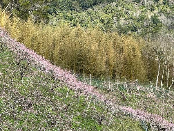 八五山甜柿森林露營區櫻花滿開。八五山泉山莊