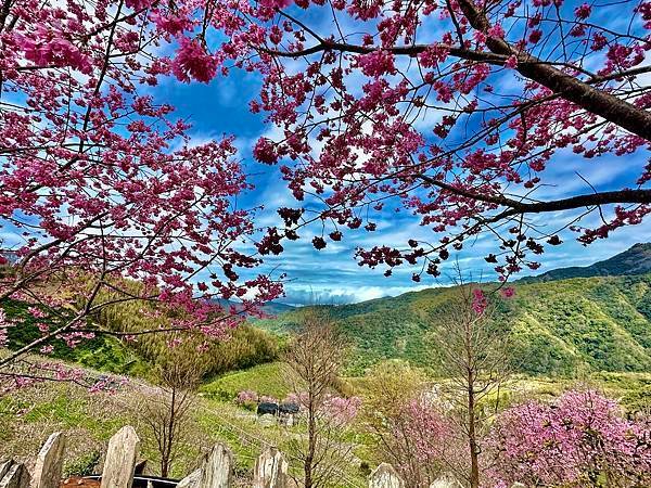 八五山甜柿森林露營區櫻花滿開。八五山泉山莊