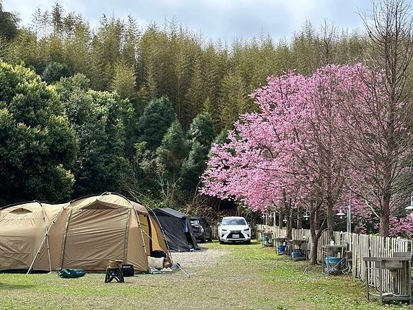 八五山甜柿森林露營區櫻花滿開。八五山泉山莊