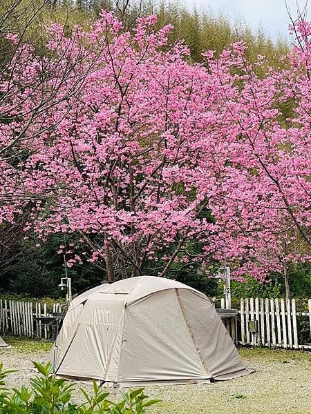 八五山甜柿森林露營區櫻花滿開。八五山泉山莊