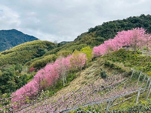 八五山甜柿森林露營區櫻花滿開。八五山泉山莊