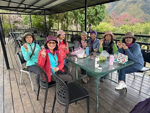 八五山甜柿森林露營區櫻花滿開。八五山泉山莊