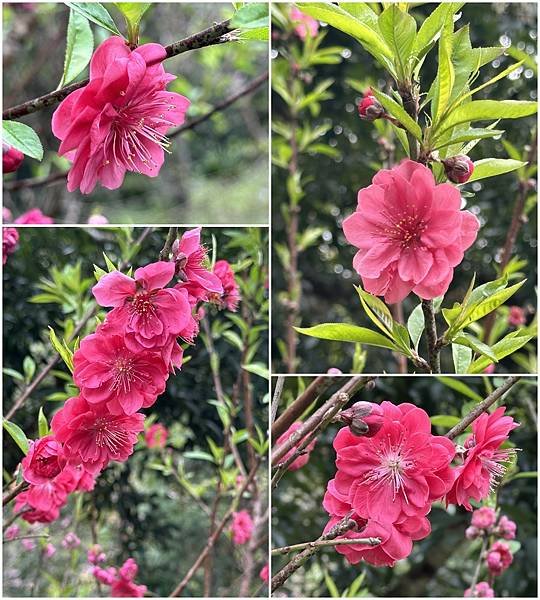 page碧桃花.jpg
