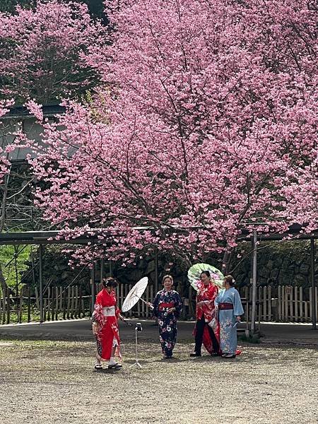 八五山甜柿森林露營區櫻花滿開。八五山泉山莊