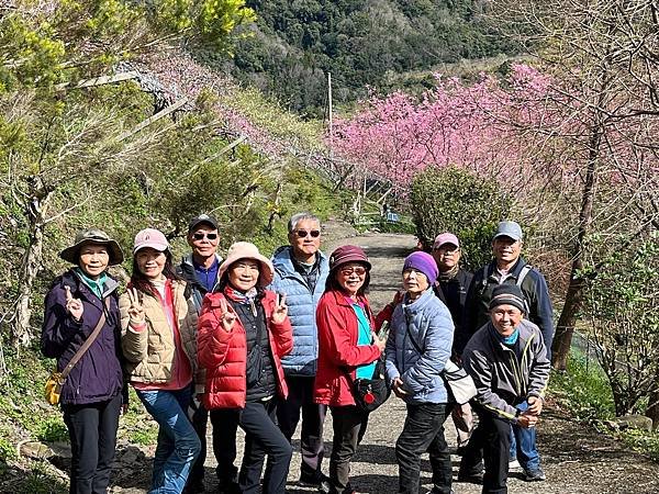 八五山甜柿森林露營區櫻花滿開。八五山泉山莊