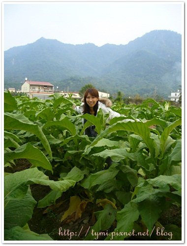美濃客家女子擂茶記 220.JPG