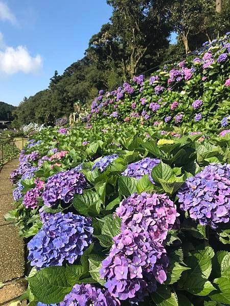 _台北士林萬麗酒店 「花開繡球」住房專岸_知名IG打卡景點—「名陽匍休閒農莊」-03.jpg