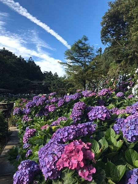 _台北士林萬麗酒店 「花開繡球」住房專岸_知名IG打卡景點—「名陽匍休閒農莊」-05.jpg