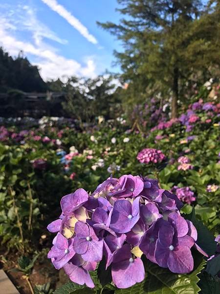 _台北士林萬麗酒店 「花開繡球」住房專岸_知名IG打卡景點—「名陽匍休閒農莊」-07.jpg