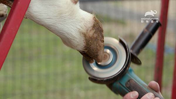 【動物星球頻道新聞稿】《愛心動物農場》 圖說： 為各種動物修指甲，是農場的例行公 事。.jpg