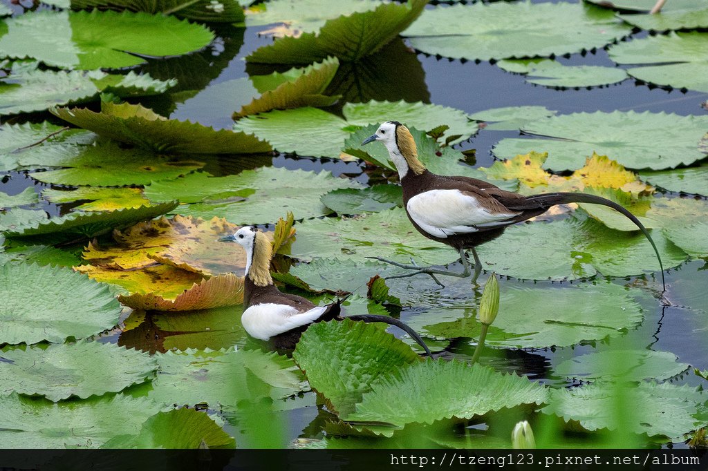 DSC_3601-編輯.jpg