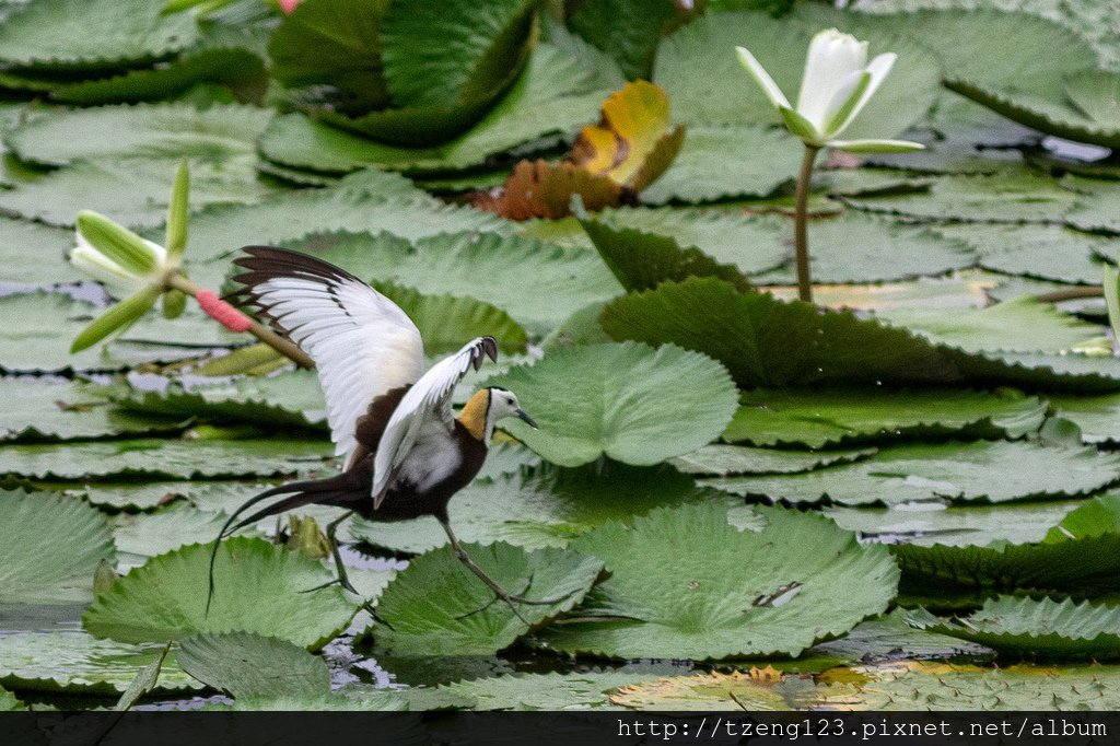 DSC_3682-編輯.jpg