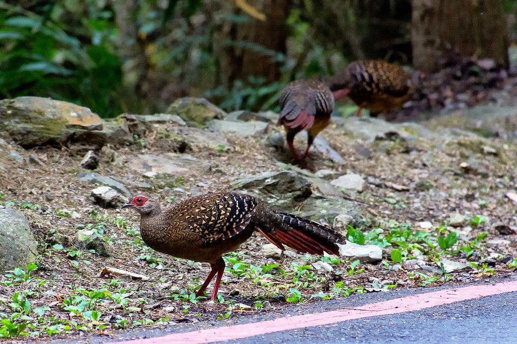 DSC_3774-編輯-編輯.jpg