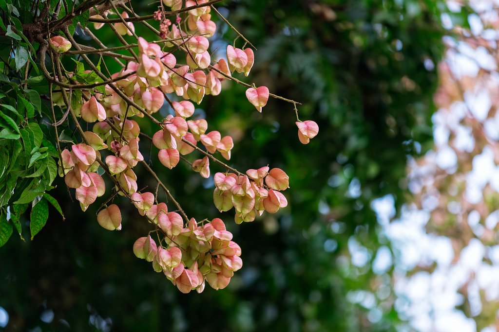 DSC_2928-編輯.jpg