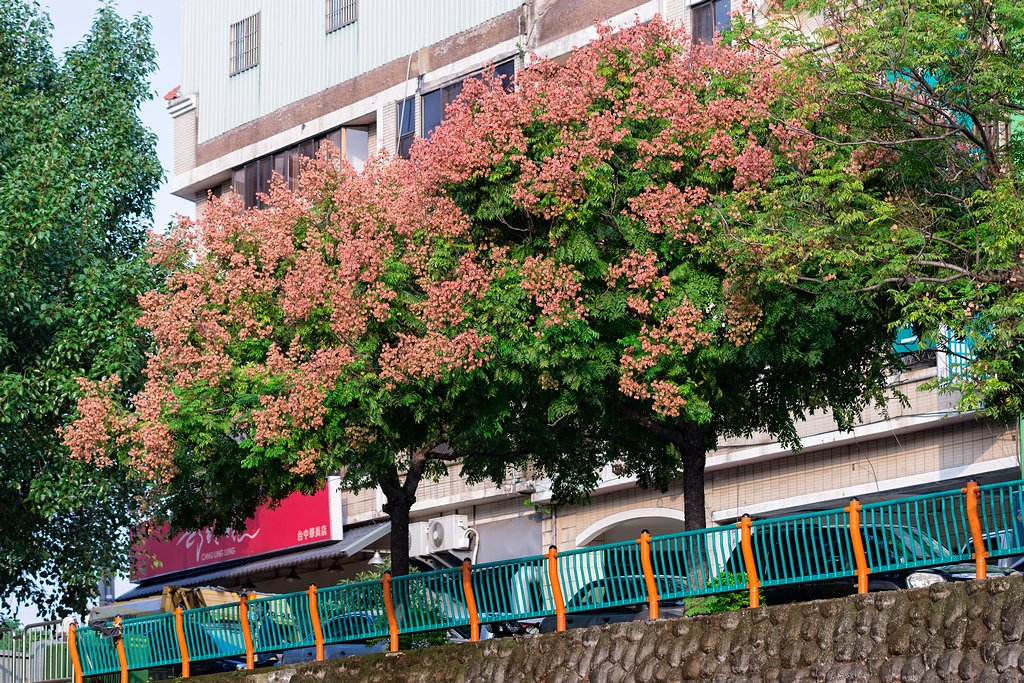 DSC_2931-編輯.jpg