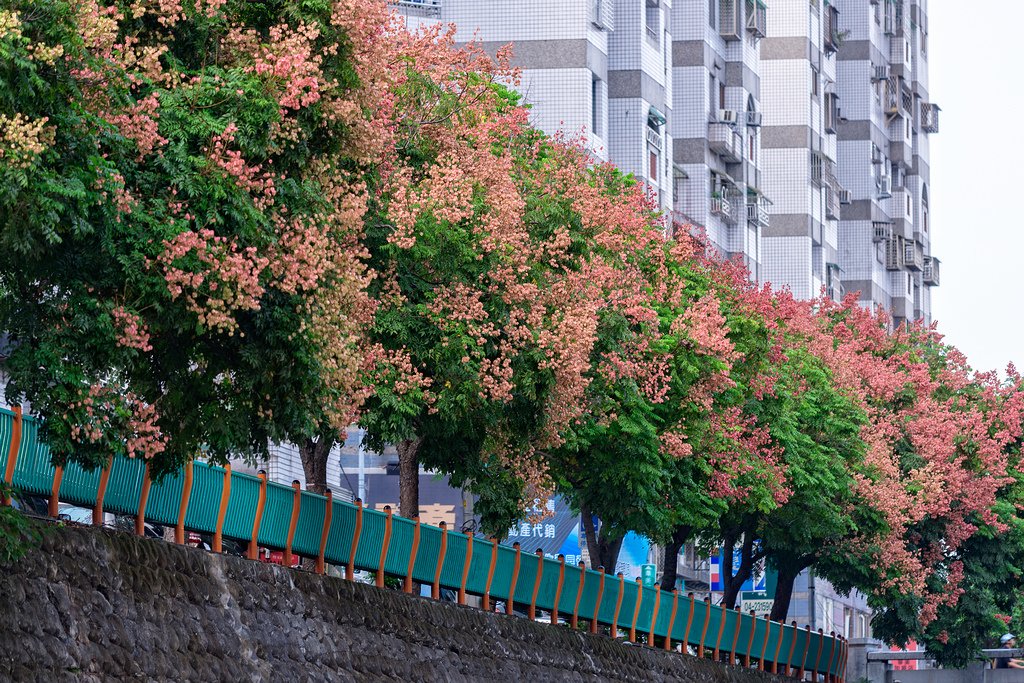 DSC_2943-編輯.jpg