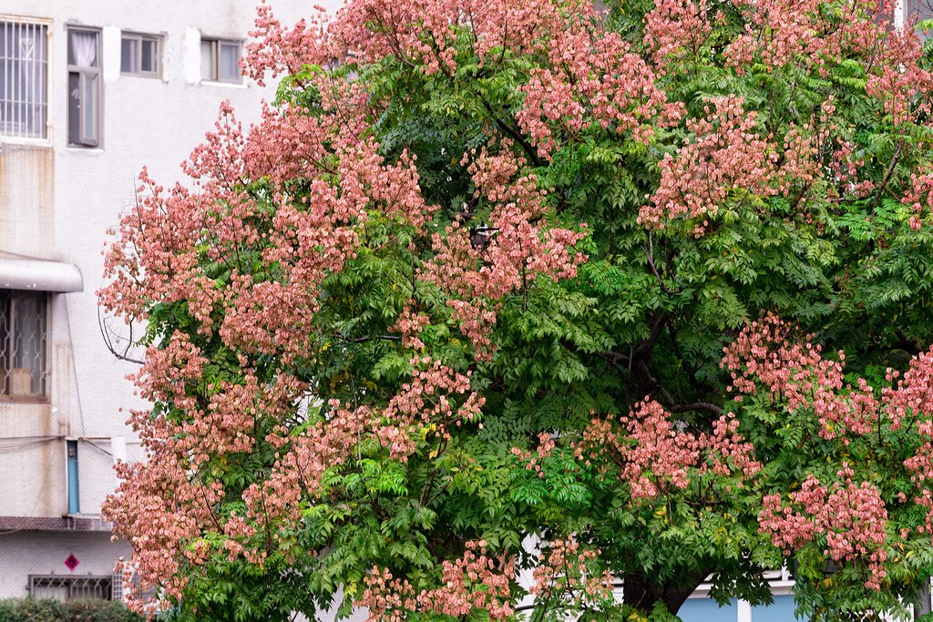 DSC_2971-編輯.jpg