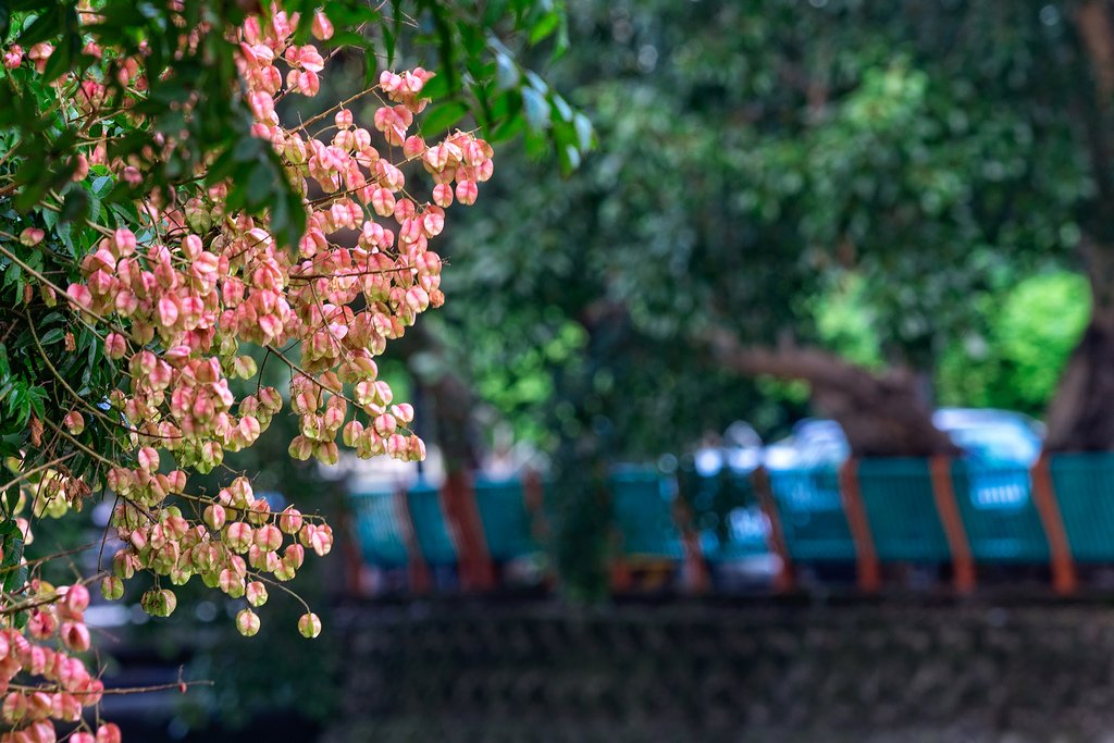 DSC_2974-編輯.jpg