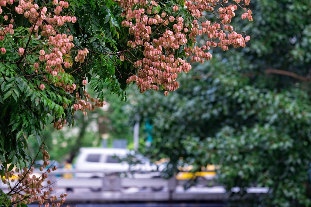 DSC_2986-編輯.jpg