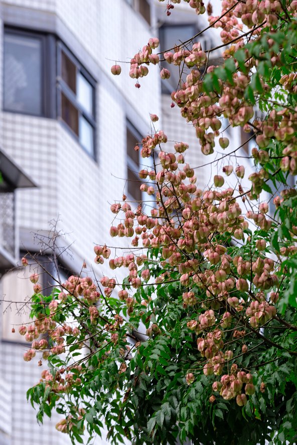 DSC_2995-編輯.jpg