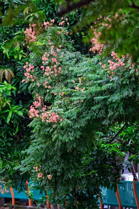 DSC_3005-編輯.jpg