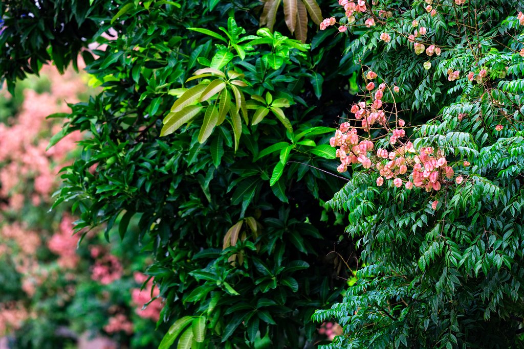 DSC_3006-編輯.jpg