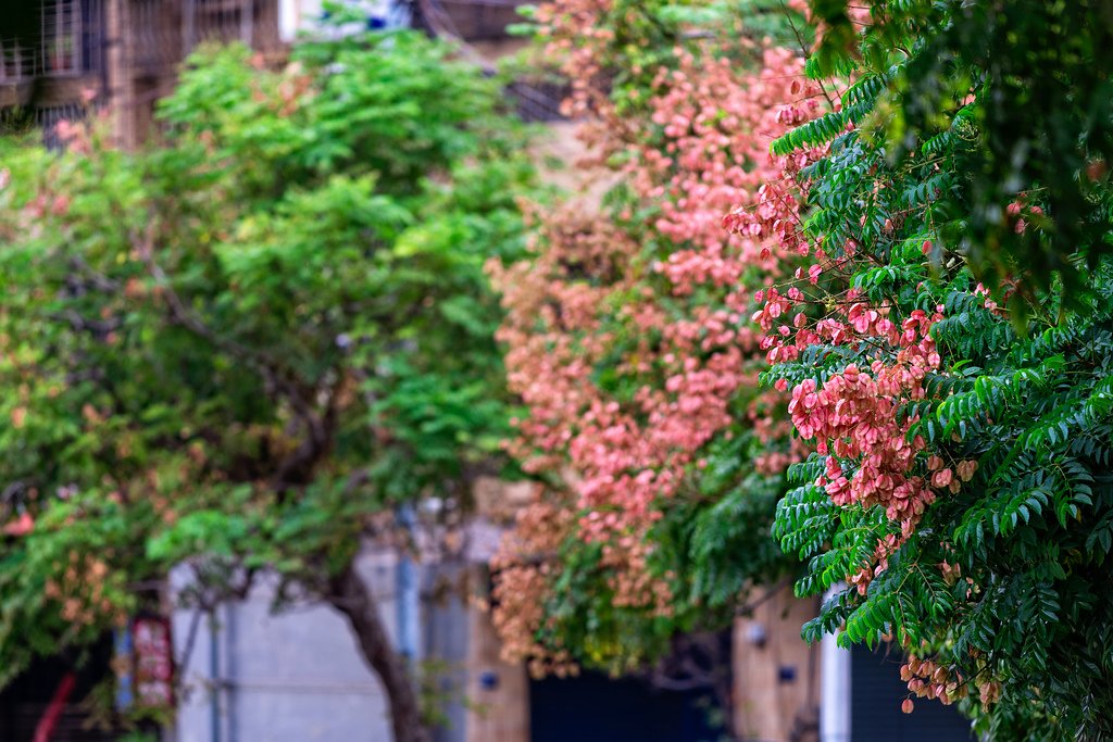 DSC_3008-編輯.jpg