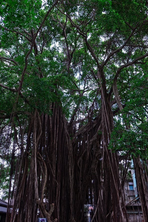 DSC_3031-編輯.jpg