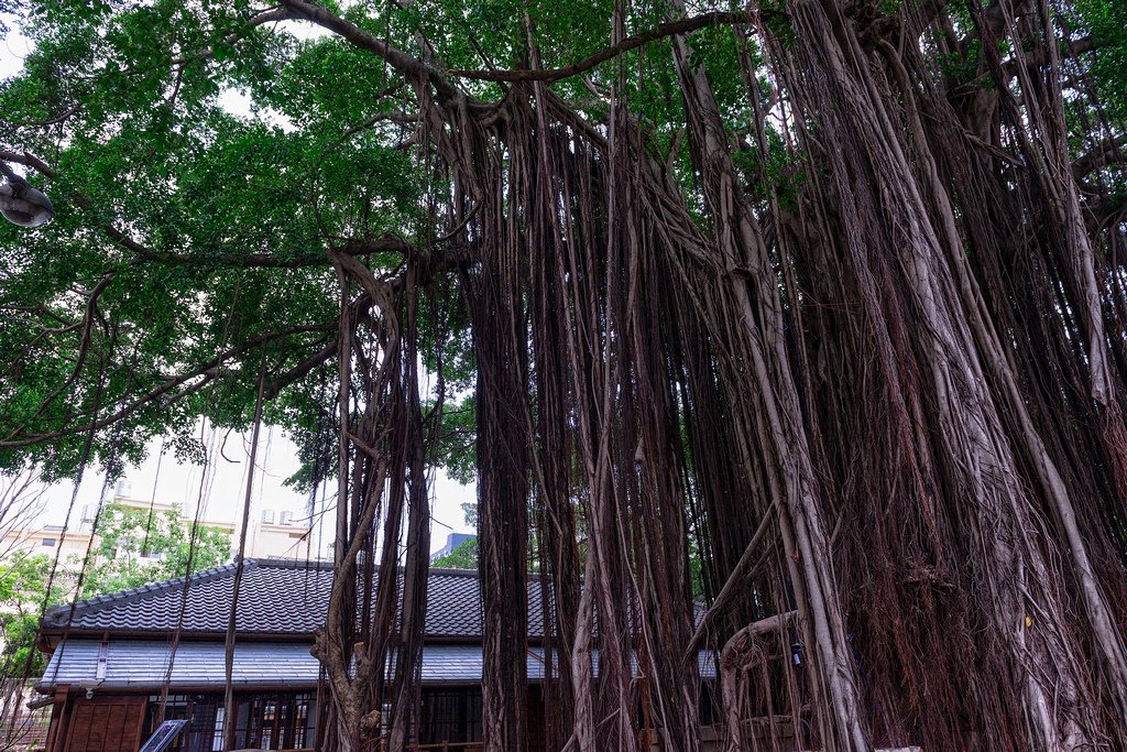 DSC_3032-編輯.jpg