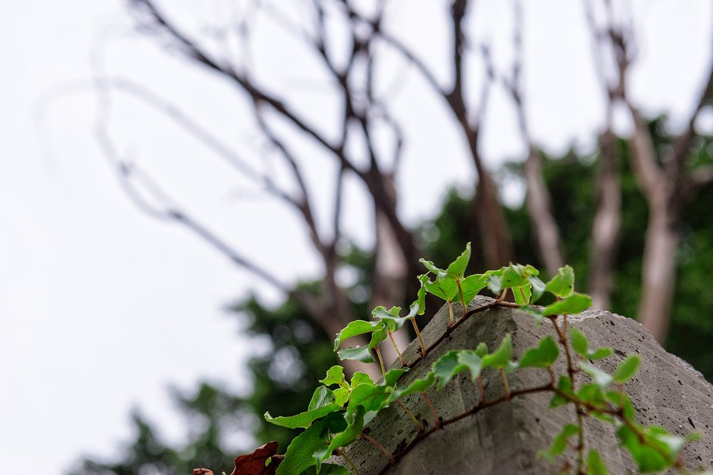 DSC_3075-編輯.jpg