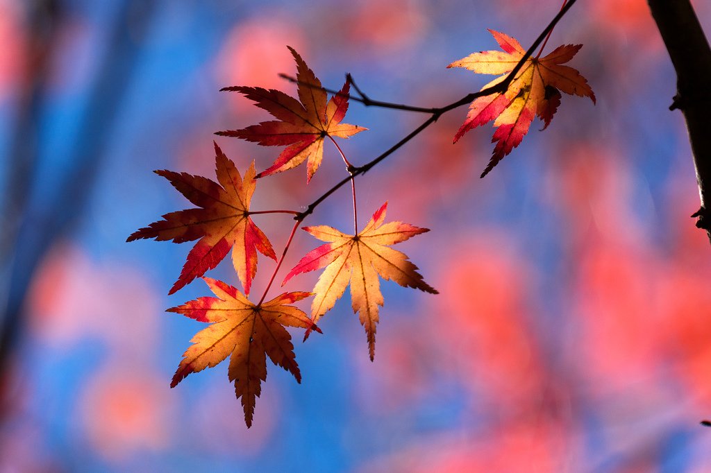 DSC_0686-編輯.jpg