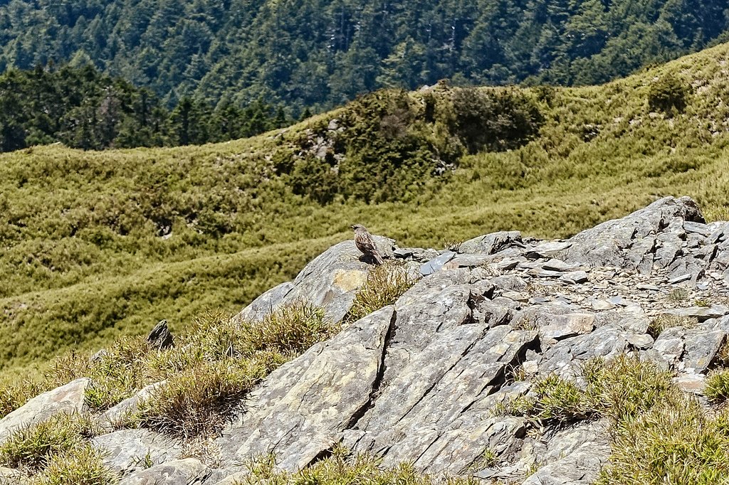 DSC04447-編輯.jpg