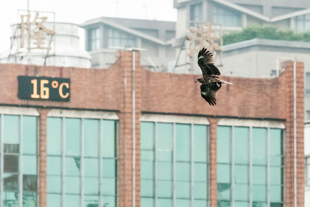 DSC_7354-編輯.jpg