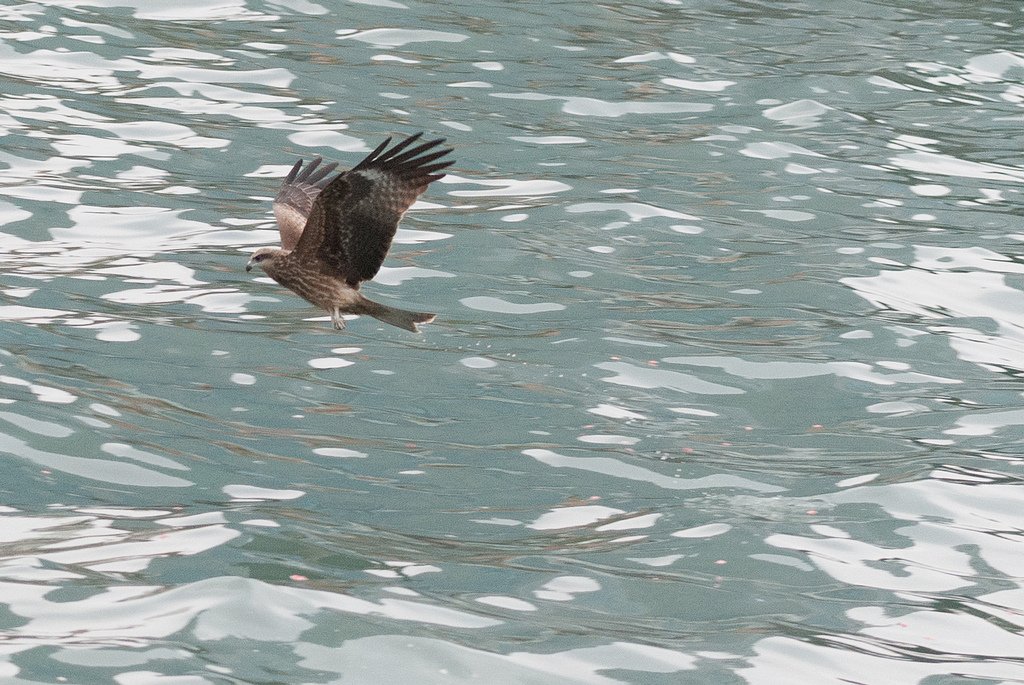 DSC_7703.jpg