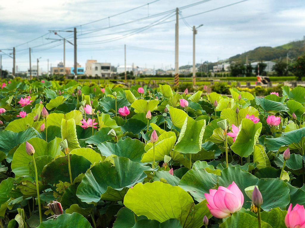 IMG_20240525_072747-編輯.jpg