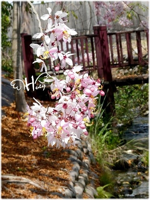 屏東185縣道-沿山公路。盛開的花旗木及彩虹鳯梨田