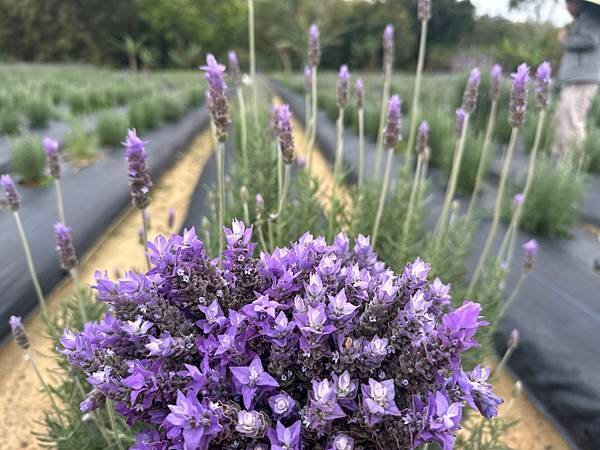 【苗栗頭屋】葛瑞絲香草田薰衣草 I 3~5月薰衣草花季免費入
