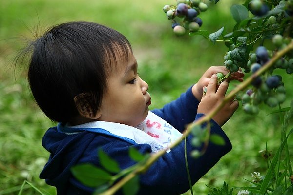 pick blueberry34.JPG