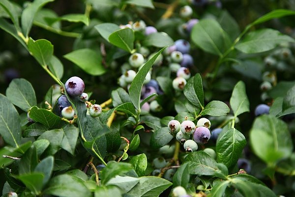 pick blueberry16.JPG