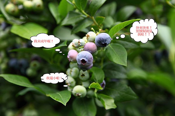 pick blueberry17.jpg