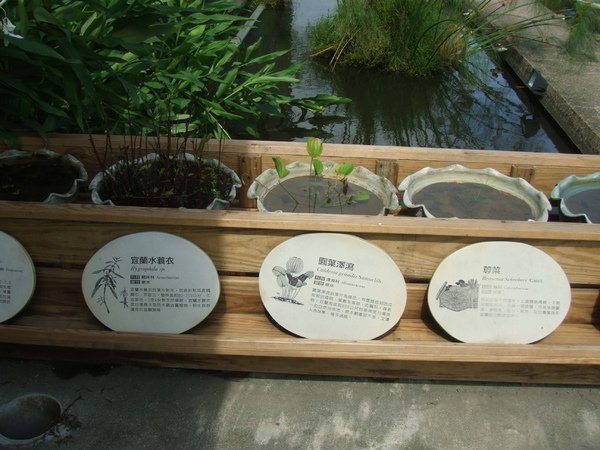 勝洋水草